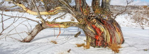 Kramer Photography Rainforest Gallery - Kalgoorlie Accommodation 1