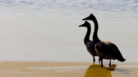 Mamukala Wetlands And Bird Hide - Kalgoorlie Accommodation 1