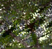 Manngarre Rainforest Walk - Kalgoorlie Accommodation