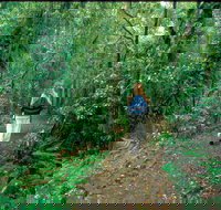 Mount Cougal Springbrook National Park