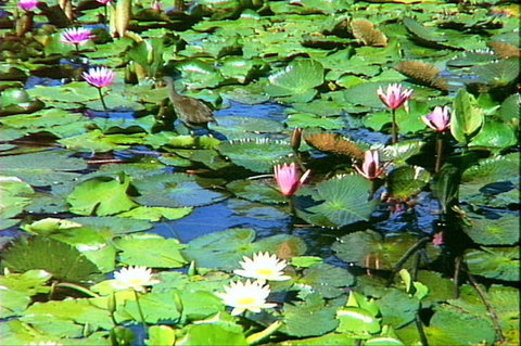 Mt Coot-tha Tourist Drive - Kalgoorlie Accommodation 1