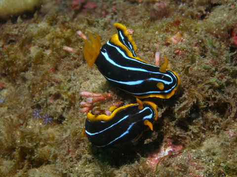 Mudjimba (Old Woman) Island Dive Site - Kalgoorlie Accommodation 1