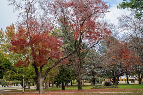Queanbeyan Central Park - Kalgoorlie Accommodation 1