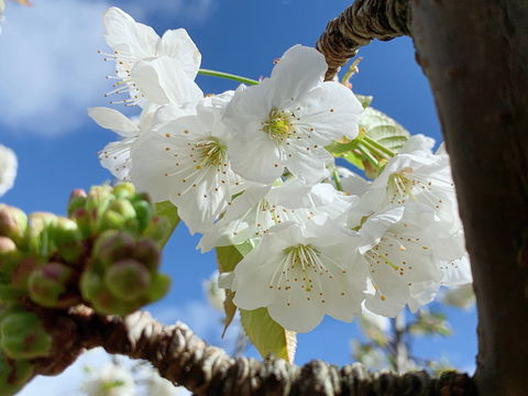 Tasmania Birchs Bay Cherries - Kalgoorlie Accommodation 0
