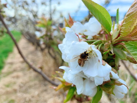 Tasmania Birchs Bay Cherries - Kalgoorlie Accommodation 1