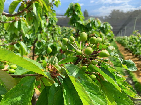 Tasmania Birchs Bay Cherries - Kalgoorlie Accommodation 2