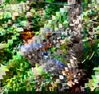 TreeTop Challenge Currumbin Wildlife Sanctuary