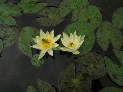 Wallis Creek Water Garden - Kalgoorlie Accommodation 1