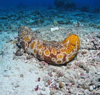 Two Towers Dive Site - Kalgoorlie Accommodation
