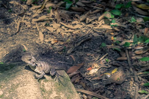 Kiama SouthCoast Uncovered, Beaches, Bush & Sunset PRIVATE Full Day Tour - Kalgoorlie Accommodation 7