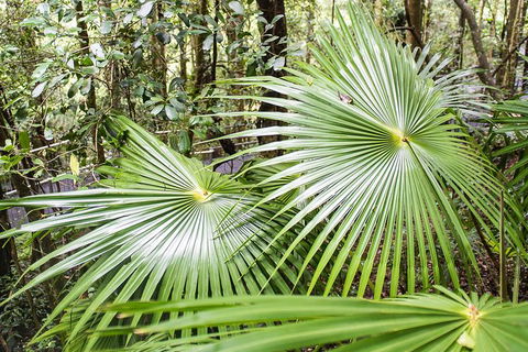 Kiama SouthCoast Uncovered, Beaches, Bush & Sunset PRIVATE Full Day Tour - Kalgoorlie Accommodation 13