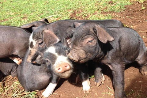 Paddock To Plate Farm Tour And Tasting - Kalgoorlie Accommodation 9