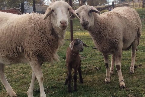 Paddock To Plate Farm Tour And Tasting - Kalgoorlie Accommodation 7
