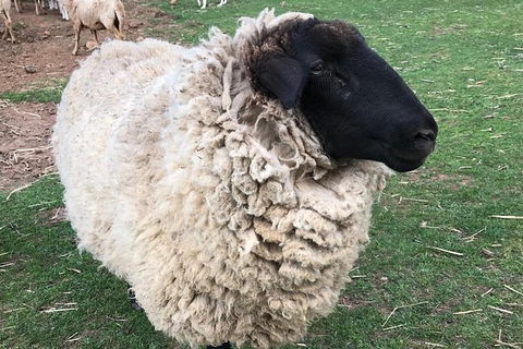 Paddock To Plate Farm Tour And Tasting - Kalgoorlie Accommodation 3