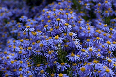 Blue Mountains Botanic Garden And Bilpin Tour From Katoomba With Cider Tasting - Kalgoorlie Accommodation 3