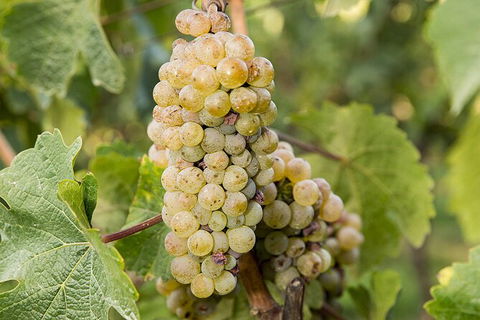 Bathurst Wine Trail Full-Day Private Tour With Tastings - Kalgoorlie Accommodation 8