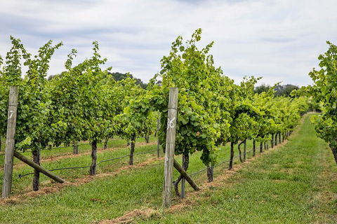 Bathurst Wine Trail Full-Day Private Tour With Tastings - Kalgoorlie Accommodation 10