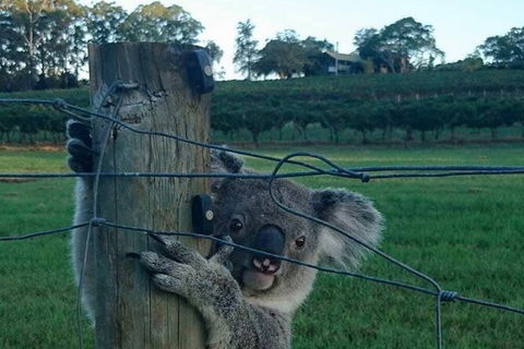 The Secret Vines Experience Port Macquarie - Kalgoorlie Accommodation 1