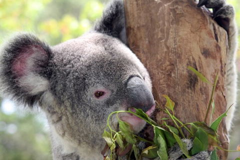 Private 10-hour Tour To Blue Mountains From Sydney - Hotel Pick Up & Drop Off - Kalgoorlie Accommodation 2