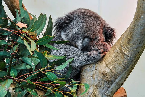 Blue Mountains Highlights & Wildlife Park - Kalgoorlie Accommodation 1