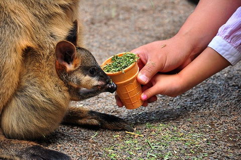 Blue Mountains Highlights, Wildlife Park And Scenic World Full Day Private Tour - Kalgoorlie Accommodation 3