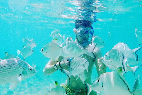 Half Day Dolphin Kayaking And Snorkeling Tour - Kalgoorlie Accommodation 3