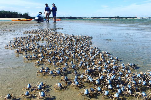 Half Day Dolphin Kayaking And Snorkeling Tour - Kalgoorlie Accommodation 10