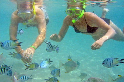 Half Day Dolphin Kayaking And Snorkeling Tour - Kalgoorlie Accommodation 4