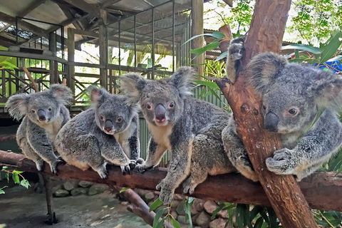 Cairns 2-Day Combo: Great Barrier Reef Cruise And Kuranda - Kalgoorlie Accommodation 6