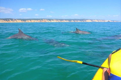 Kayak With Dolphins And 4WD Great Beach Drive Day Trip From Noosa - Kalgoorlie Accommodation 11