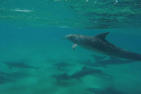 Kayak With Dolphins And 4WD Great Beach Drive Day Trip From Noosa - Kalgoorlie Accommodation 10