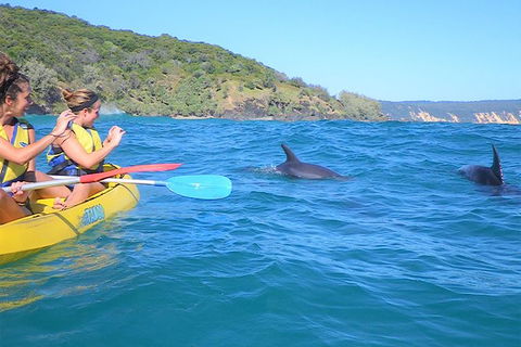 Kayak With Dolphins And 4WD Great Beach Drive Day Trip From Noosa - Kalgoorlie Accommodation 5