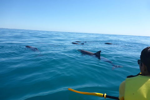 Kayak With Dolphins And 4WD Great Beach Drive Day Trip From Noosa - Kalgoorlie Accommodation 14