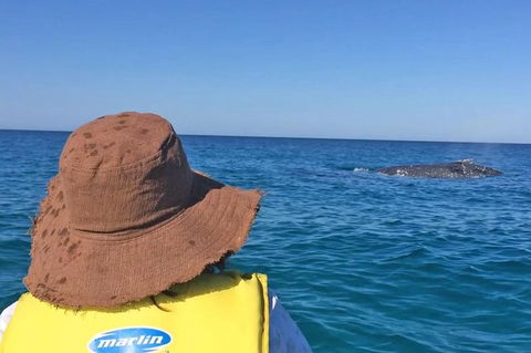 Kayak With Dolphins And 4WD Great Beach Drive Day Trip From Noosa - Kalgoorlie Accommodation 2