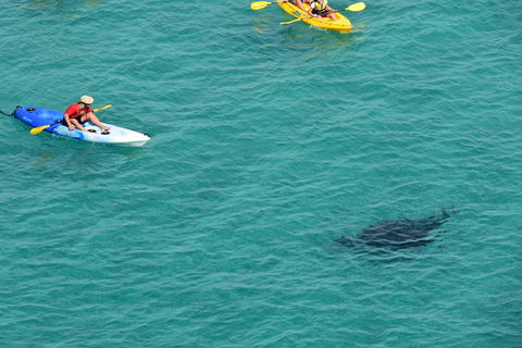 Kayak With Dolphins And 4WD Great Beach Drive Day Trip From Noosa - Kalgoorlie Accommodation 18
