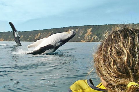 Kayak With Dolphins And 4WD Great Beach Drive Day Trip From Noosa - Kalgoorlie Accommodation 1