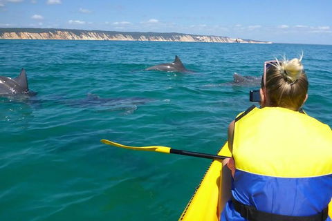 Kayak With Dolphins And 4WD Great Beach Drive Day Trip From Noosa - Kalgoorlie Accommodation 0