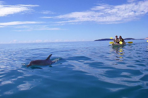 Kayak With Dolphins And 4WD Great Beach Drive Day Trip From Noosa - Kalgoorlie Accommodation 7