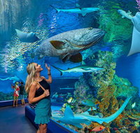 Cairns Aquarium Admission Ticket - Kalgoorlie Accommodation