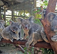 Skip the Line Kuranda Rainforestation Nature Park Ticket - Kalgoorlie Accommodation