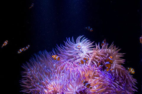 SEA LIFE Sunshine Coast Aquarium Entrance Ticket - Kalgoorlie Accommodation 1