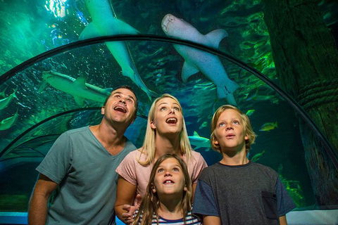 SEA LIFE Sunshine Coast Aquarium Entrance Ticket - Kalgoorlie Accommodation 3