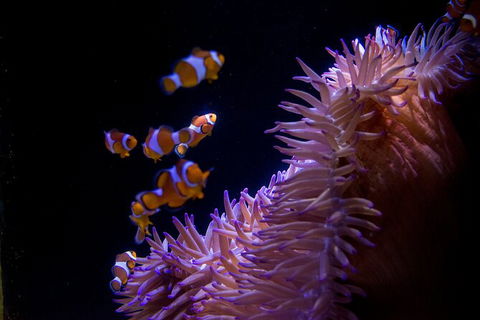 SEA LIFE Sunshine Coast Aquarium Entrance Ticket - Kalgoorlie Accommodation 6