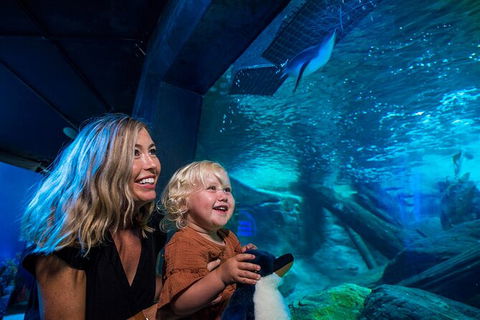 SEA LIFE Sunshine Coast Aquarium Entrance Ticket - Kalgoorlie Accommodation 4