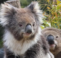 Kuranda Koala Gardens and Birdworld Admission Tickets - Kalgoorlie Accommodation