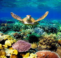 3-Day Best of Cairns Combo The Daintree Rainforest Great Barrier Reef and Kuranda - Kalgoorlie Accommodation