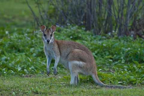 Cairns 4WD Waterfall And Rainforest Tour Including Kuranda Scenic Railway - Kalgoorlie Accommodation 7