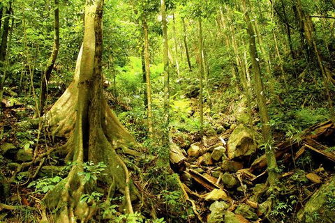 Cairns 4WD Waterfall And Rainforest Tour Including Kuranda Scenic Railway - Kalgoorlie Accommodation 8