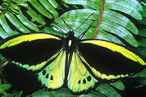 Cairns 4WD Waterfall And Rainforest Tour Including Kuranda Scenic Railway - Kalgoorlie Accommodation 1