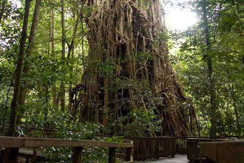 Cairns 4WD Waterfall And Rainforest Tour Including Kuranda Scenic Railway - Kalgoorlie Accommodation 5